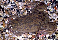 Xenopus laevis.jpg