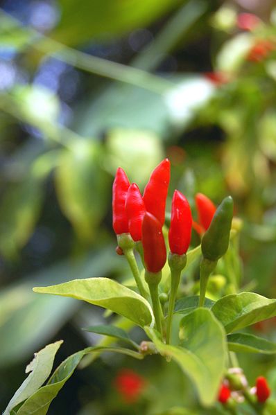 File:Thai hot peppers.jpg