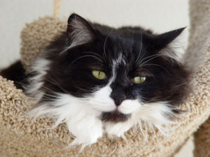 800px-Tuxedo longhair cat - Spanky.jpg