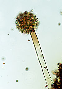 Aspergillus niger single conidiophore.jpg