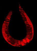 The cells of this hermaphrodite nematode (Caenorhabditis elegans) are stained so that their nuclei glow red.