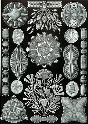 Haeckel Diatomea.jpg