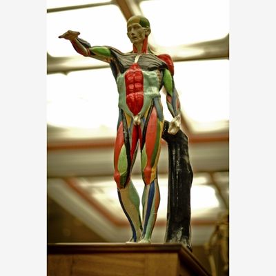 Painted glazed model showing the distribution of muscles throughout the body. From the Anatomical Museum of the University of Edinburgh. photo by Hugh Pastoll