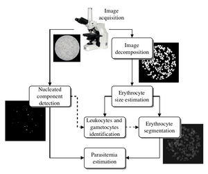 Image processing pipeline for the automatic estimation of parasitemia.png