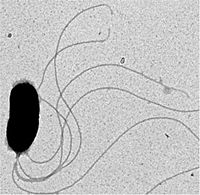 Vibrio Fischeri- PNAS 2005; 102(8) 2673-4, Figure 2.1 lores.jpg