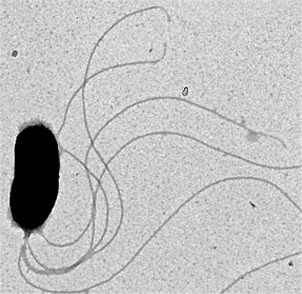 File:Vibrio Fischeri- PNAS 2005; 102(8) 2673-4, Figure 2.1 lores.jpg