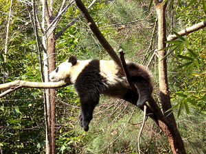 This inhabitant of San Diego Zoo shows how a baby panda becomes increasingly comfortable with climbing trees.