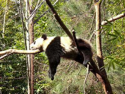 This inhabitant of San Diego Zoo shows how a baby panda becomes increasingly comfortable with climbing trees.