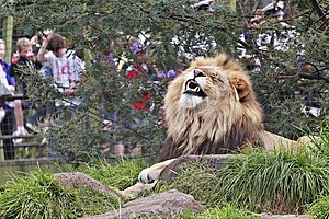 Lion - melbourne zoo.jpg