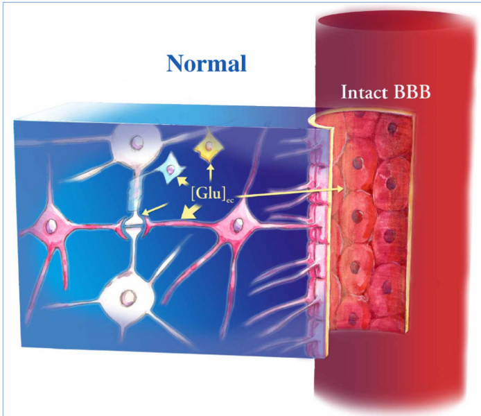 File:Blood-brain barrier schematic.png