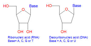 RNA base vs DNA base.jpg