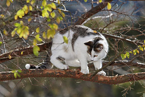 Cat in tree03.jpg